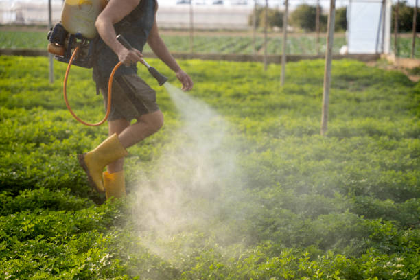 Best Wasp Removal Services  in Maplewood, WA
